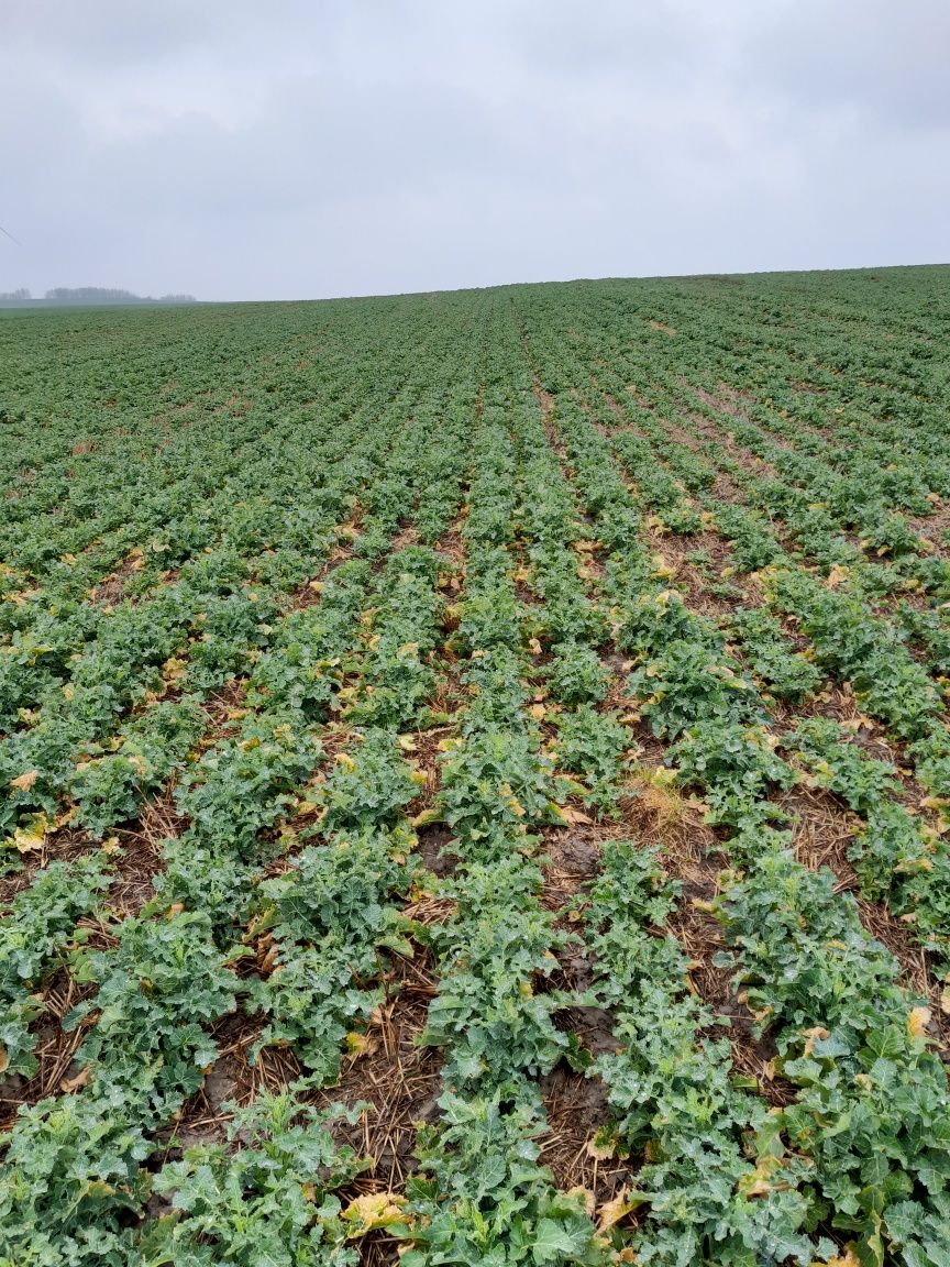 Siew Pasowy rzepaku, Strip Till, TYGRYS Vaderstad Tempo.