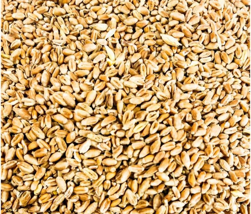 Pszenica, zbiór 2025