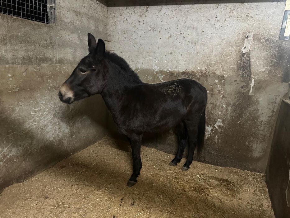 Vendo mula mansinha…