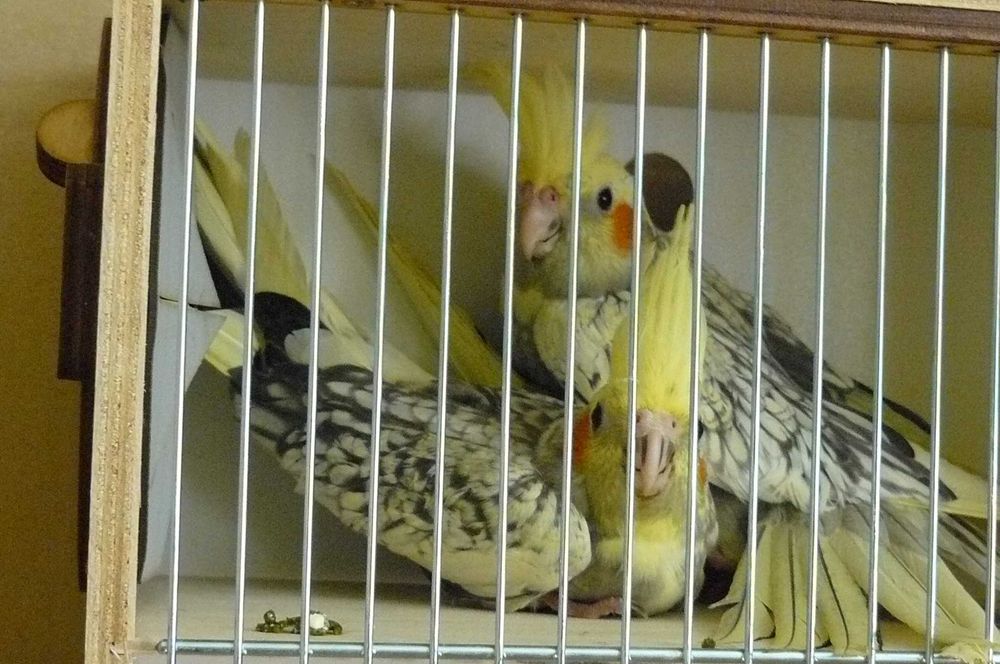 Papugi nimfy lipiec 2025 samce samiczki , możliwe niespokrewnione pary