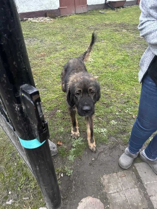 Owczarek kaukaski suczka szuka domu schronisko Zgierz -aktualne