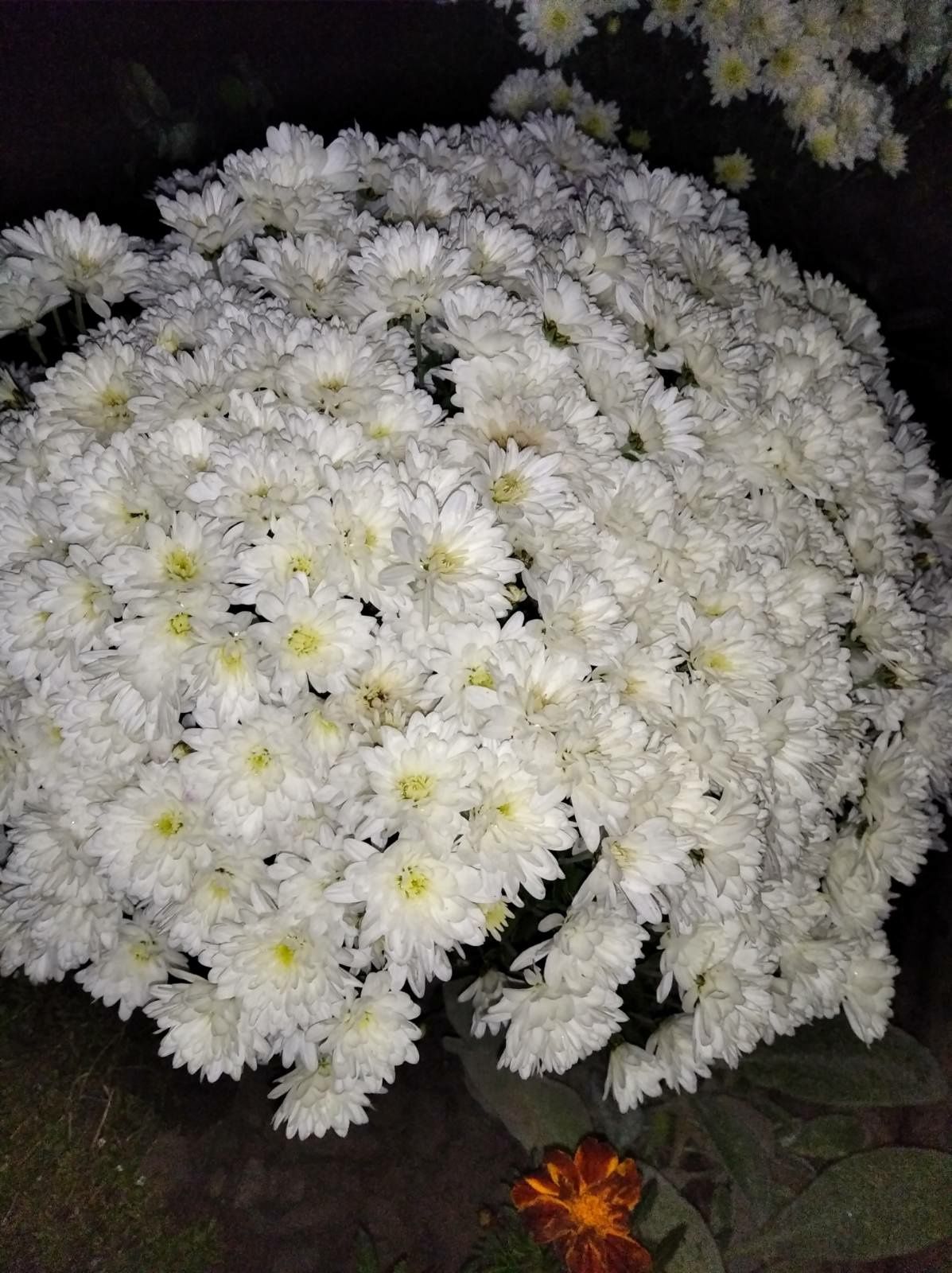 Хризантеми   білі низькорослі