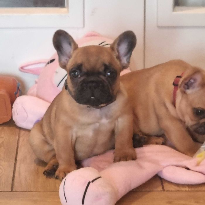 Buldog Francuski FCI  ZKwP , Maluch gotowy do zmiany domu