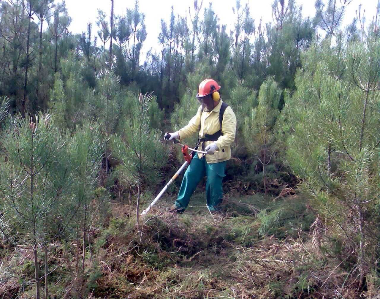 Limpeza de terrenos