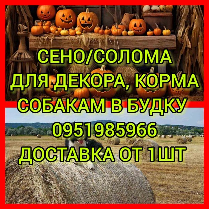 СІНО СОБАКАМ з доставкою від 1шт, сено в тюках мешках (пырей). Корм.