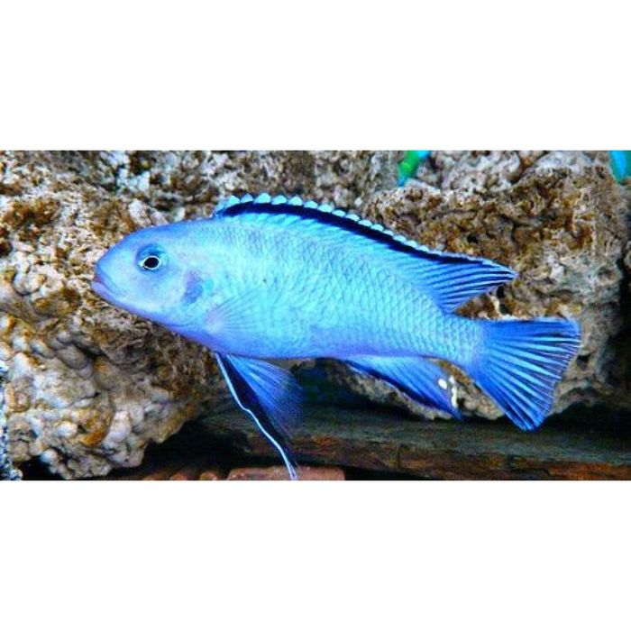 Аквариумные рыбки "Лабидохромис еллоу "