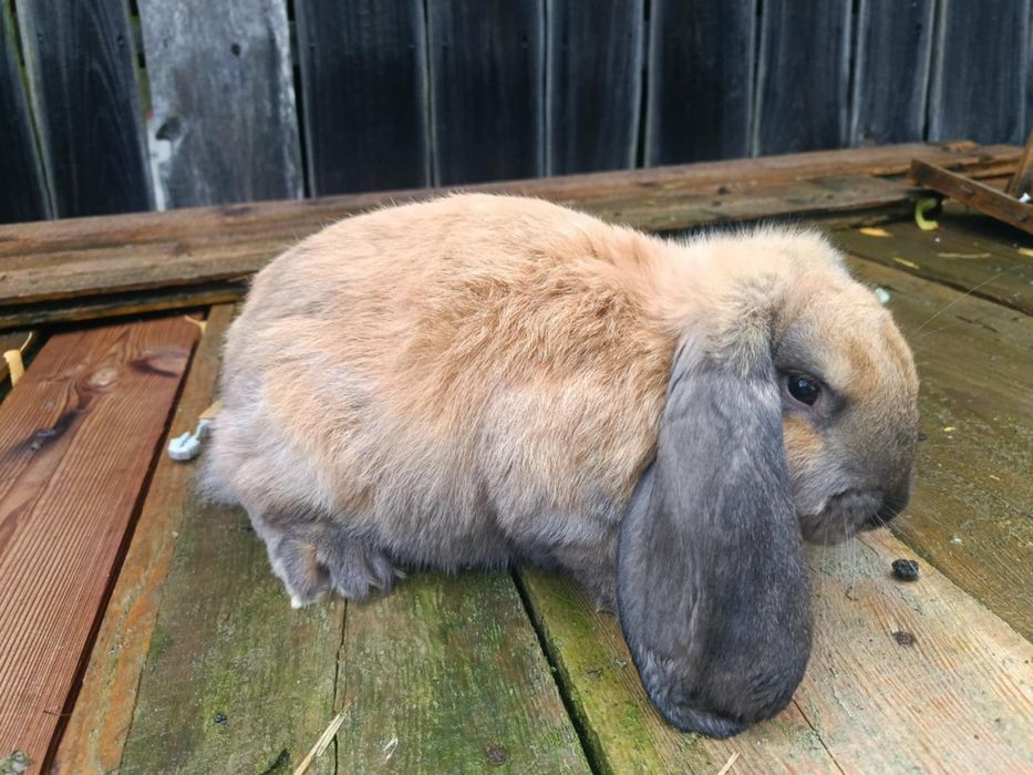 Króliki Baran francuski