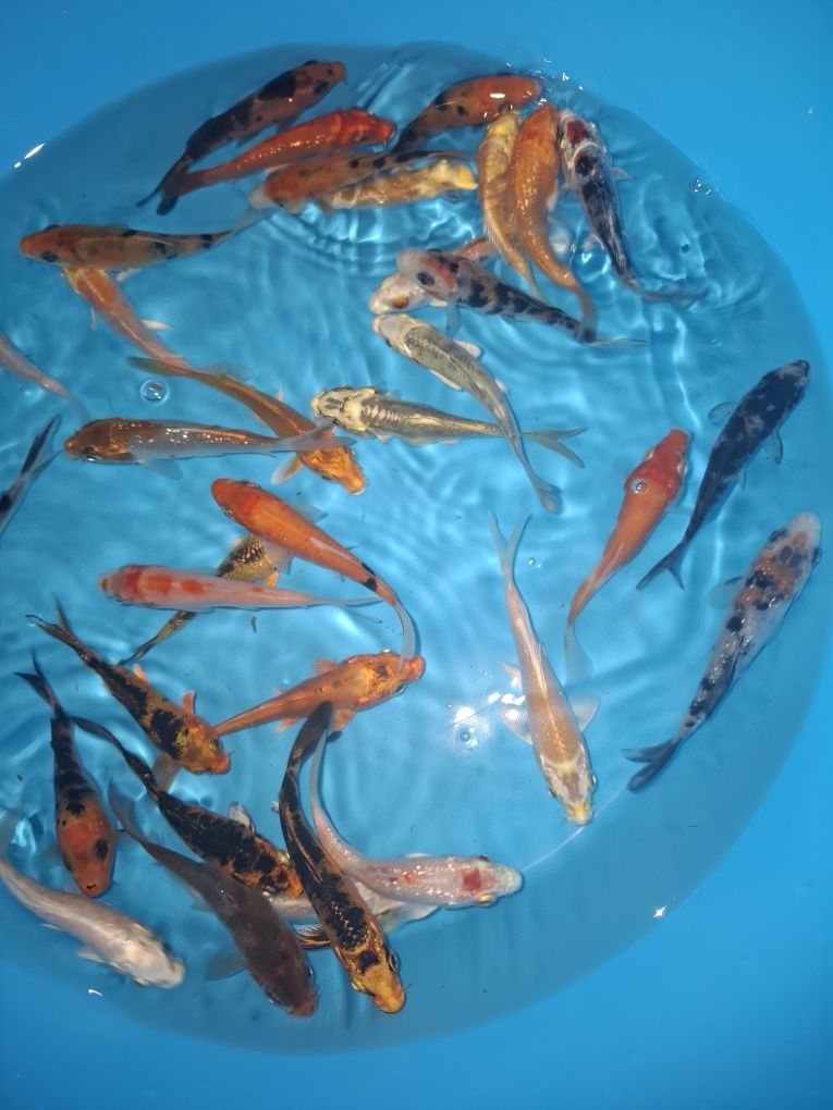 Carpas koi [ 6 a 8 cm ]