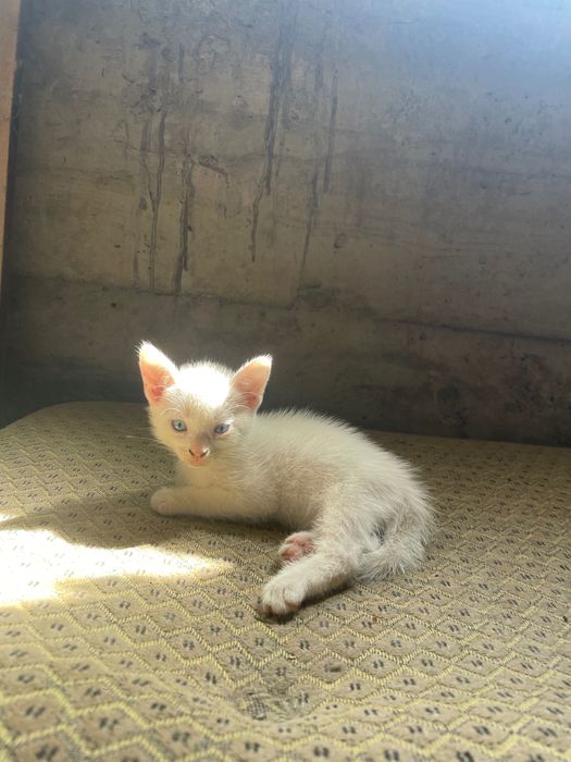 кошеня шукаю хорошу родину