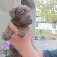 Szczeniak Labrador Retriever