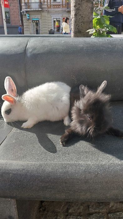 Декоративні кролики