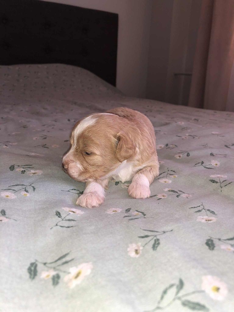 Maltipoo suczki i piesek