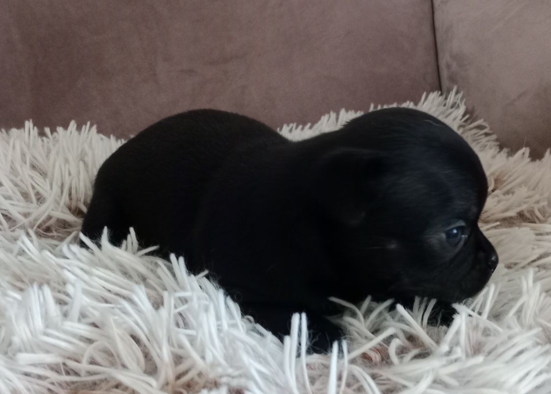 Czarna dziewczynka chihuahua