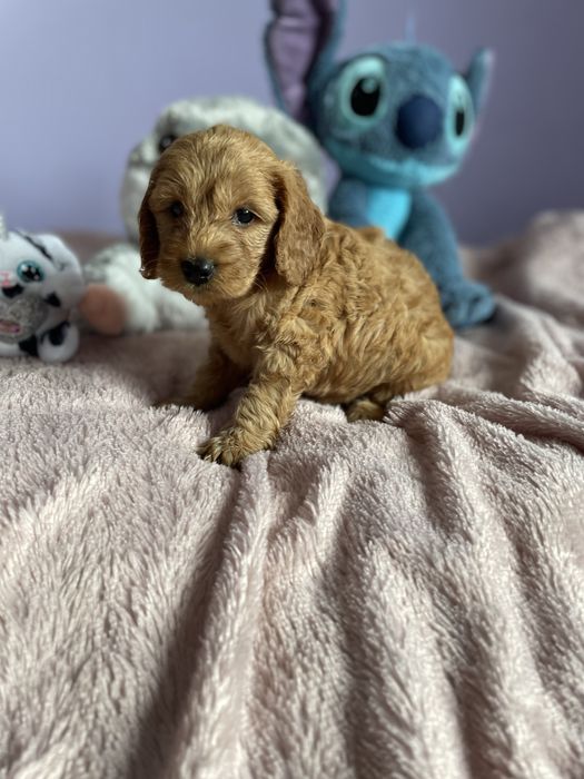Cockapoo pudel spaniel włosy okazja