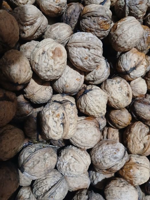 Sprzedam orzechy włoskie tegoroczne