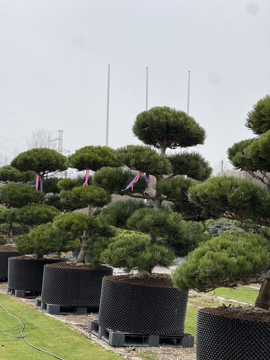 Bonsai Niwaki sosna duże drzewa formowane
