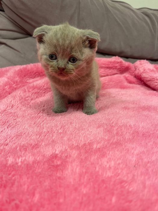 Шотландські висловухі кошенята/scottish fold