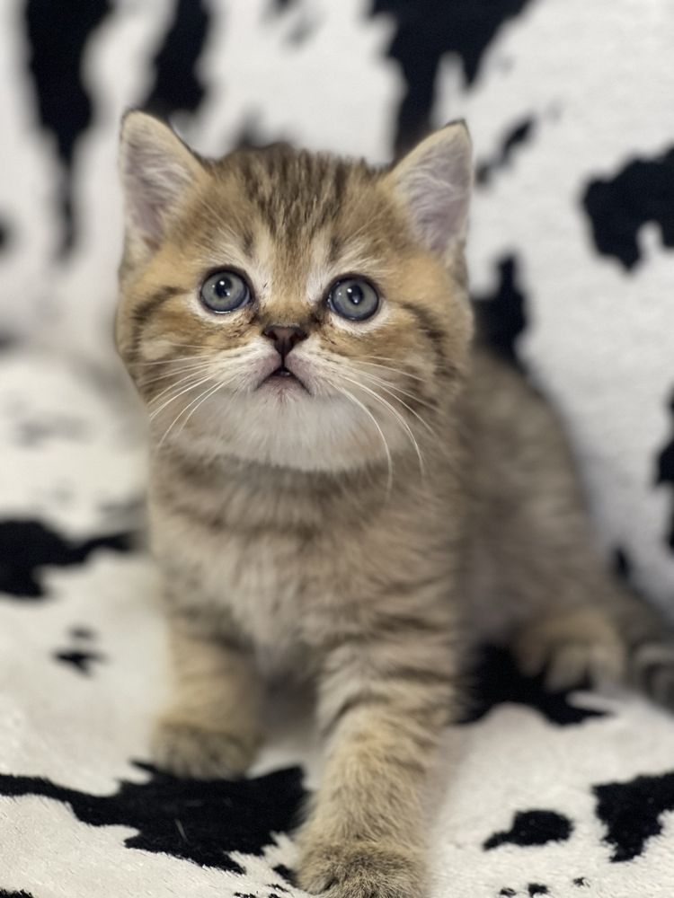 Шотландские котята