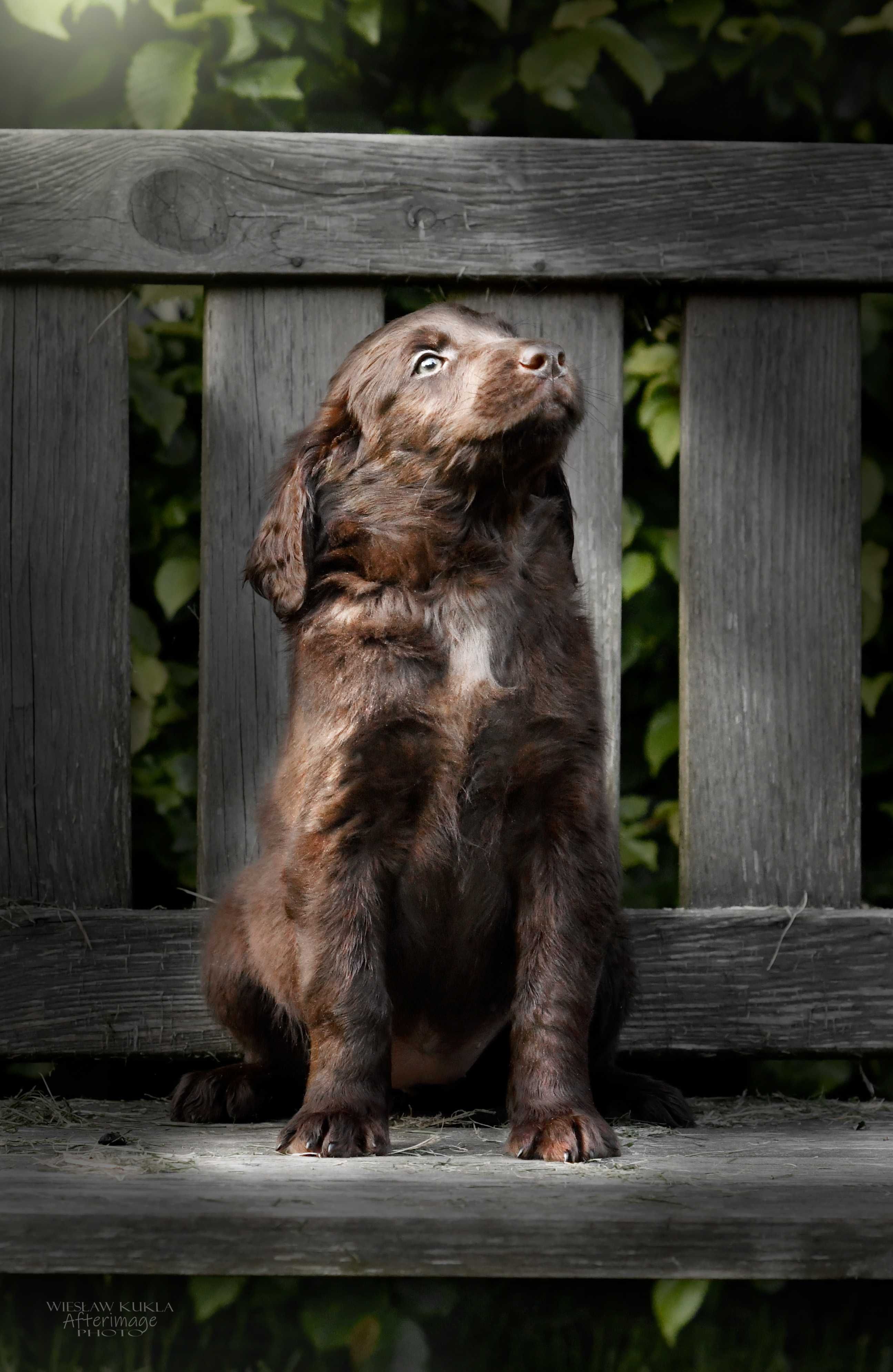 Flat-Coated Retriever-wątrobiana suczka