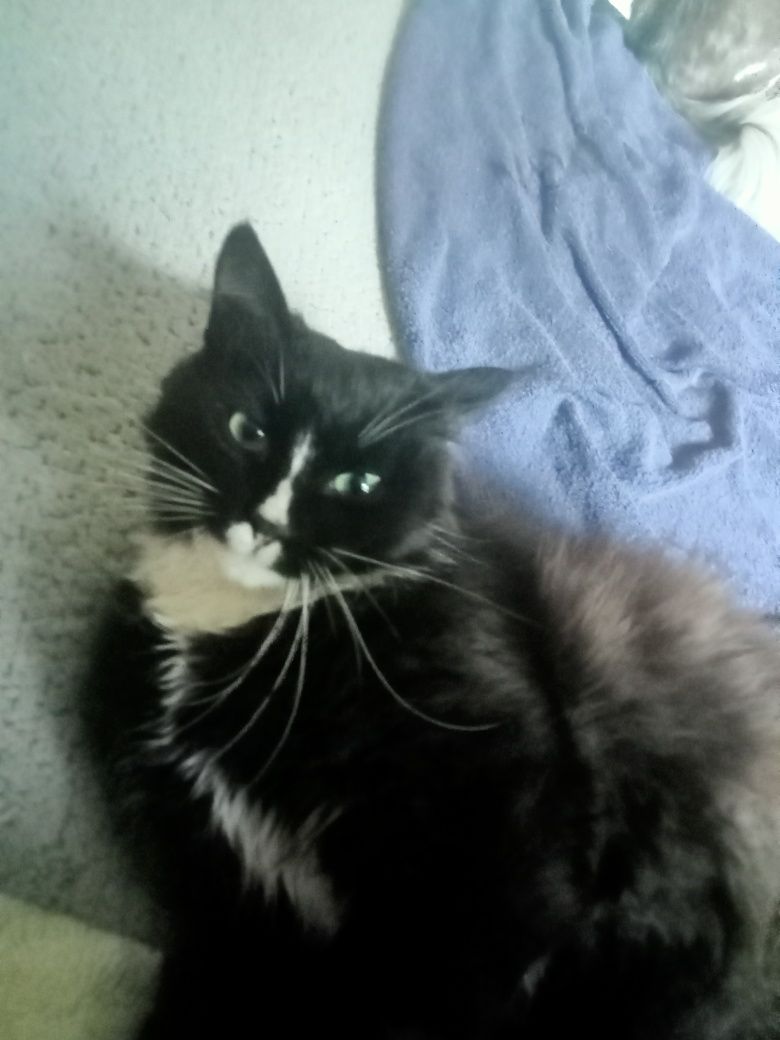 Котики воркотики