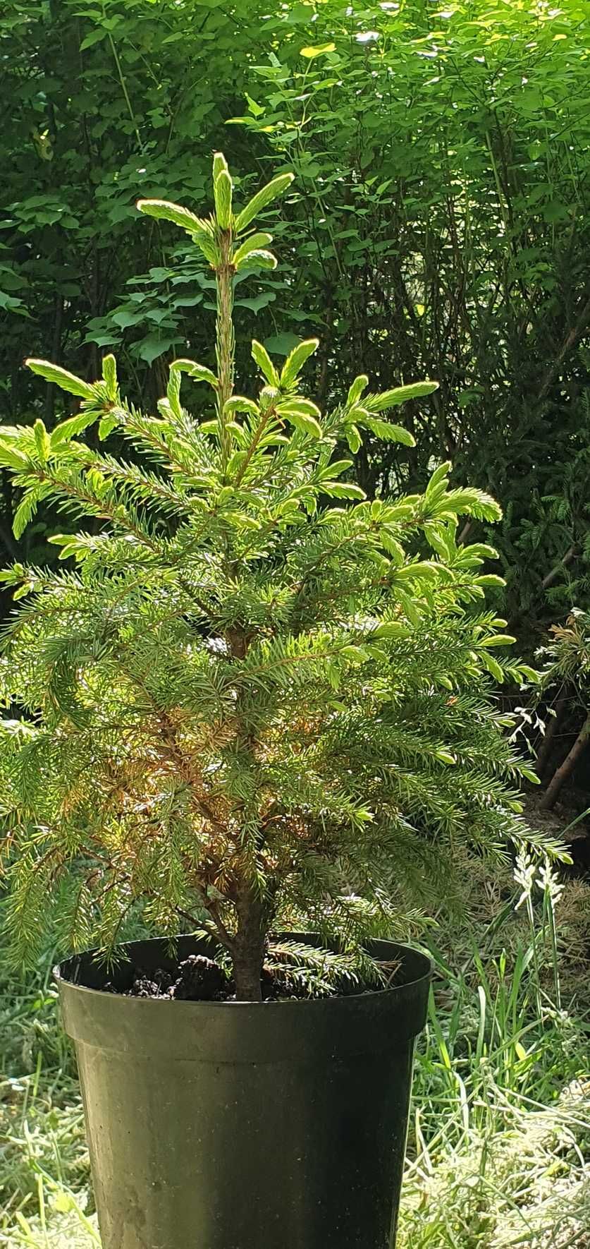 Świerk serbski w pojemnikach. Picea omorica, pojemniki 5l.