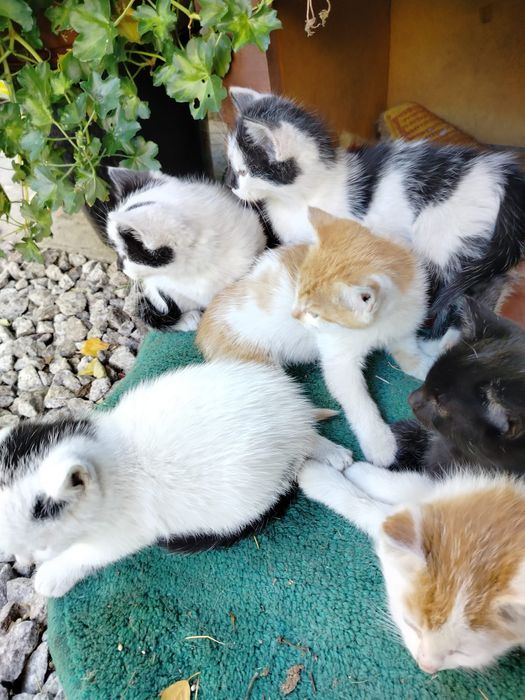 Oddam kotki w dobre ręce