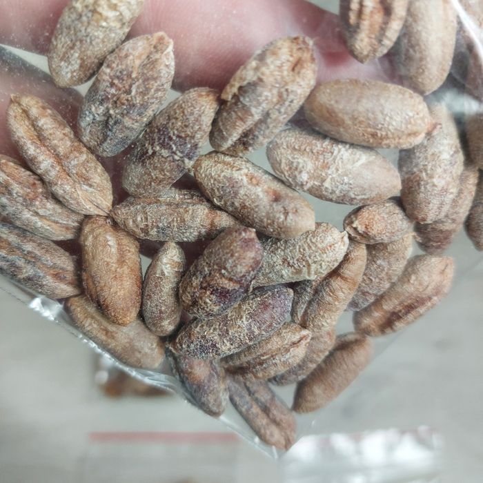 Bio Nasiona Daktylowca Właściwego, organiczne - Phoenix Dactylifera -