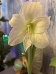 Amaryllis kwiat cebulkowy