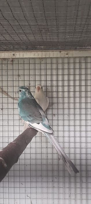 Vendo casais de red rumped