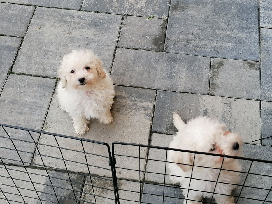 Śliczny Biały pudel Toy