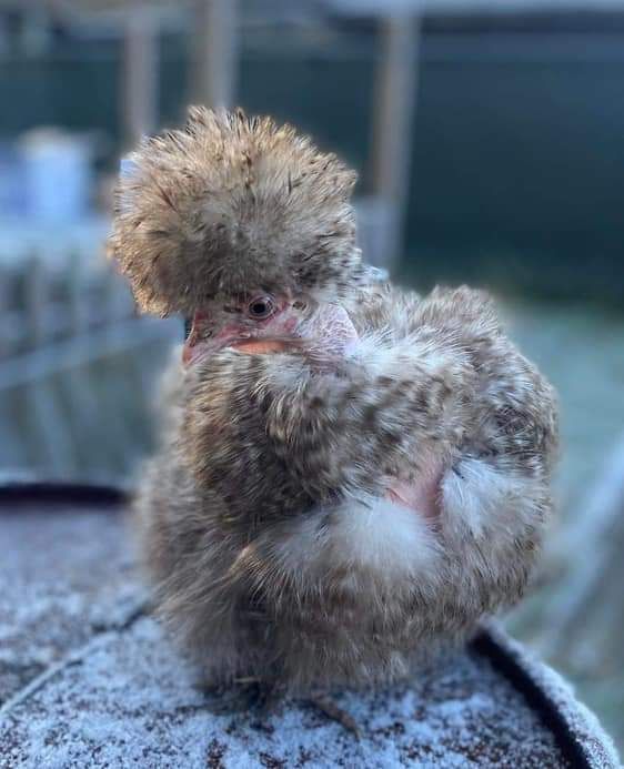 crem legbar, brahama perdiz, aurecanas,sedosas, polacos,