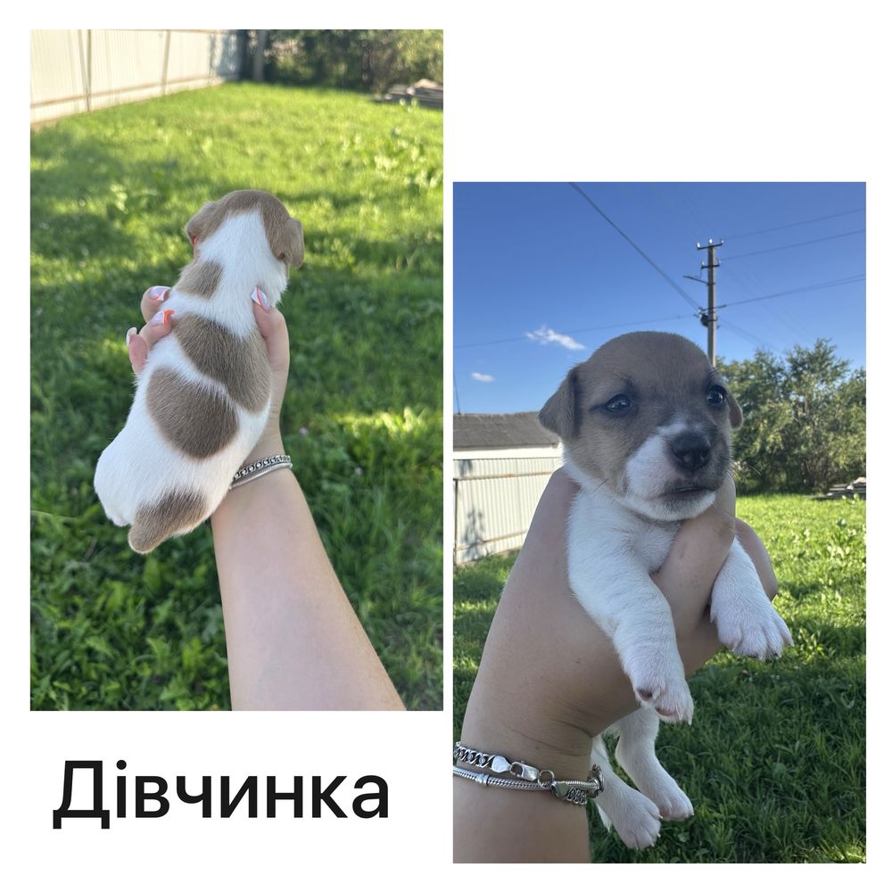 Чистокровні Цуценята Джек Рассел тер'єр