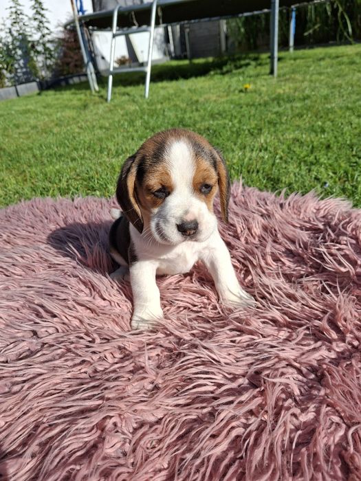 Urocze szczeniaczki Beagle suczki