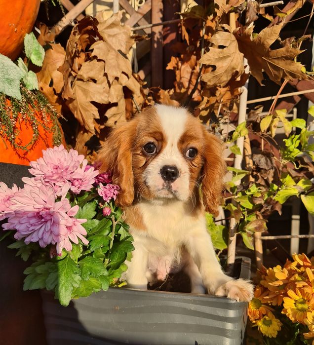 Cavalier piesek z czteropokoleniowym rodowodem