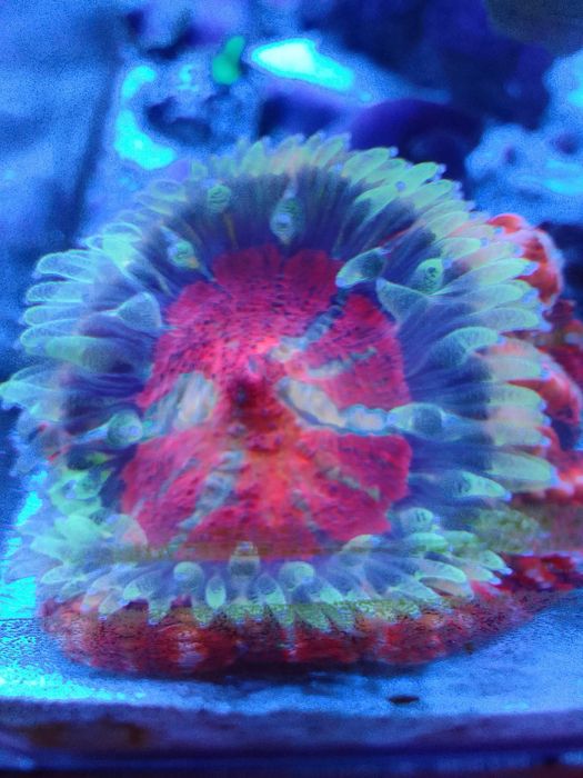 Akwarium morskie z całym życiem i osprzętem # koral # koralowce # ryby