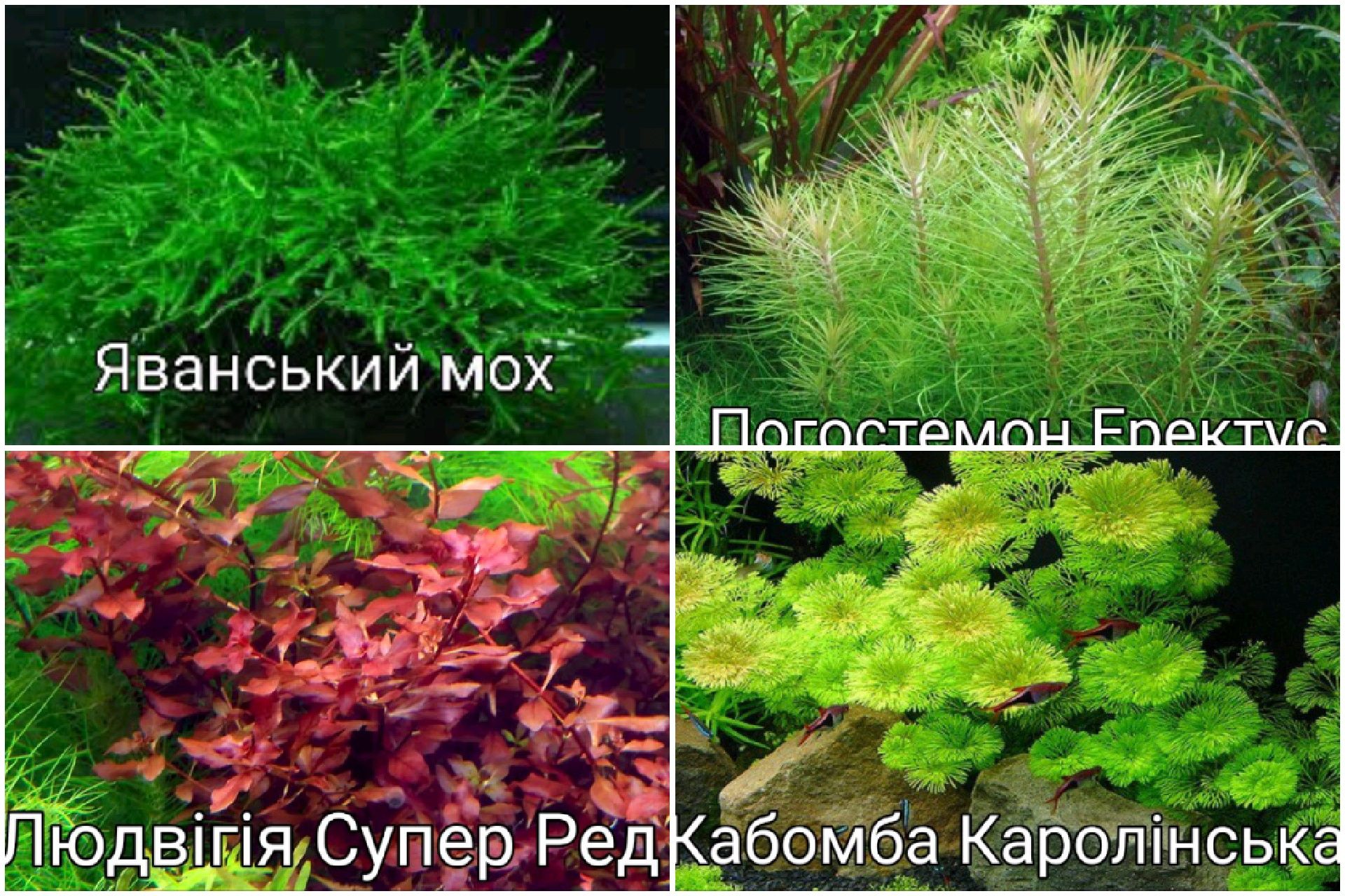 Акваріумні рослини..Дідіплис,Сагіттарія,Ротала,Людвигия та інші.