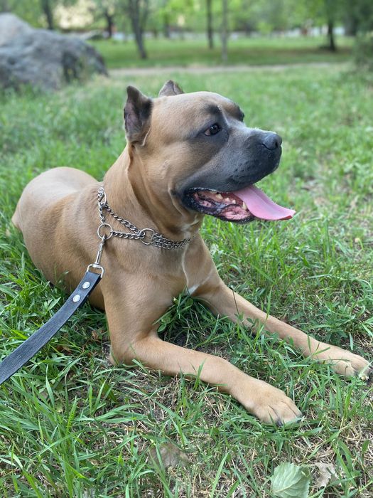 Красавчик Кане корсо на вязку