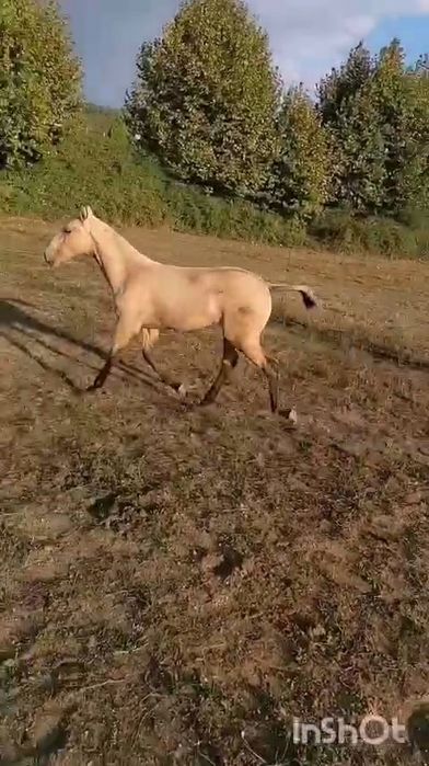 Troco poldra baia PSL