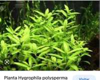 Hygrophila polisperma