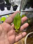 Zamiokulkas chameleon ukorzeniony liść bulwa