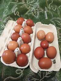 Яйця породистих курей .