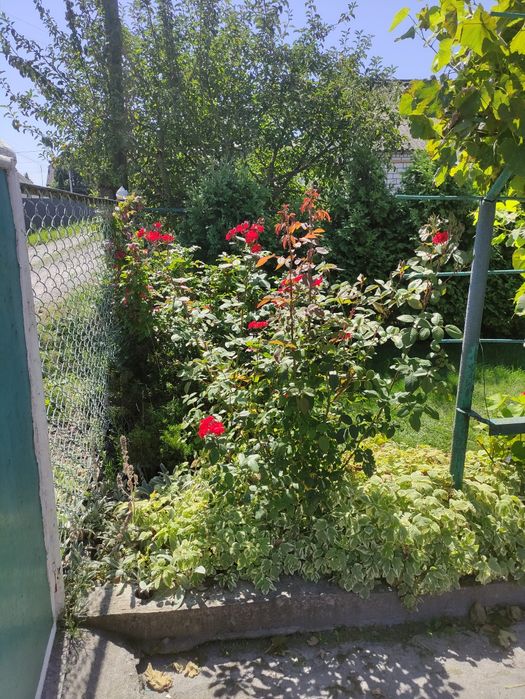 Будинок з присадибною ділянкою