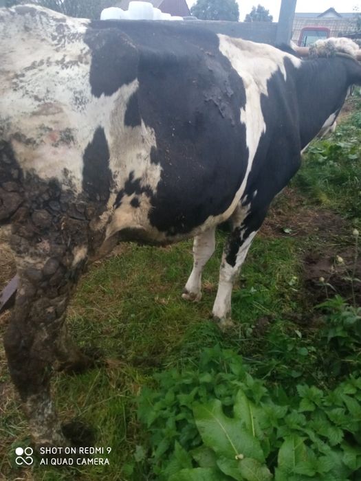 Krowa młoda mleczna