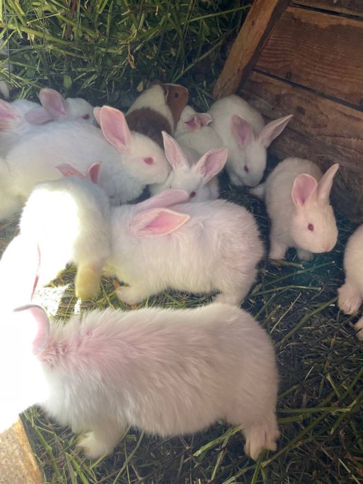 Маленькі кролики