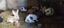 Coelhos flandres x borbole
Nascidos a 29