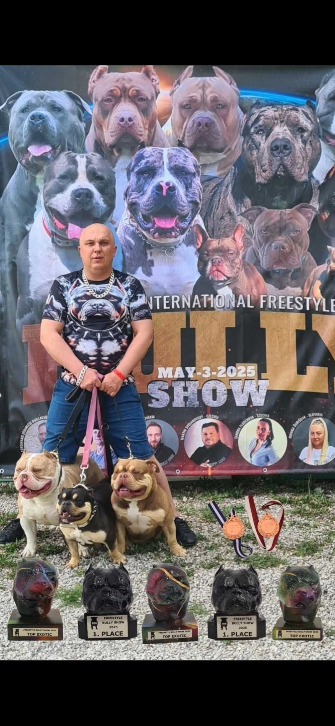 American bully abkc