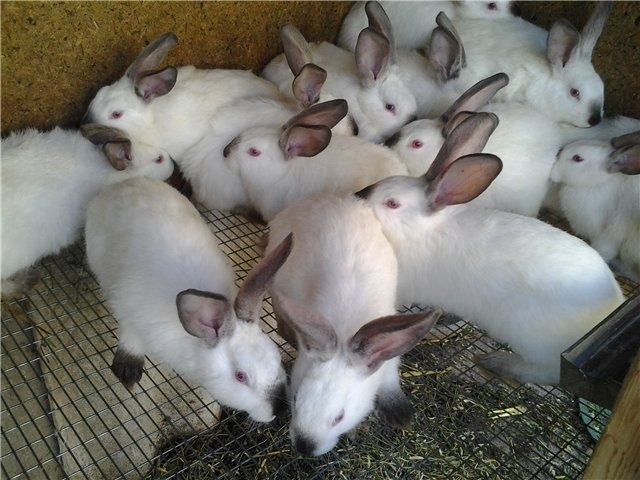 Продаются кролики та мясо кролика