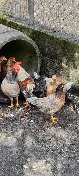 Cocós, faisões e patos