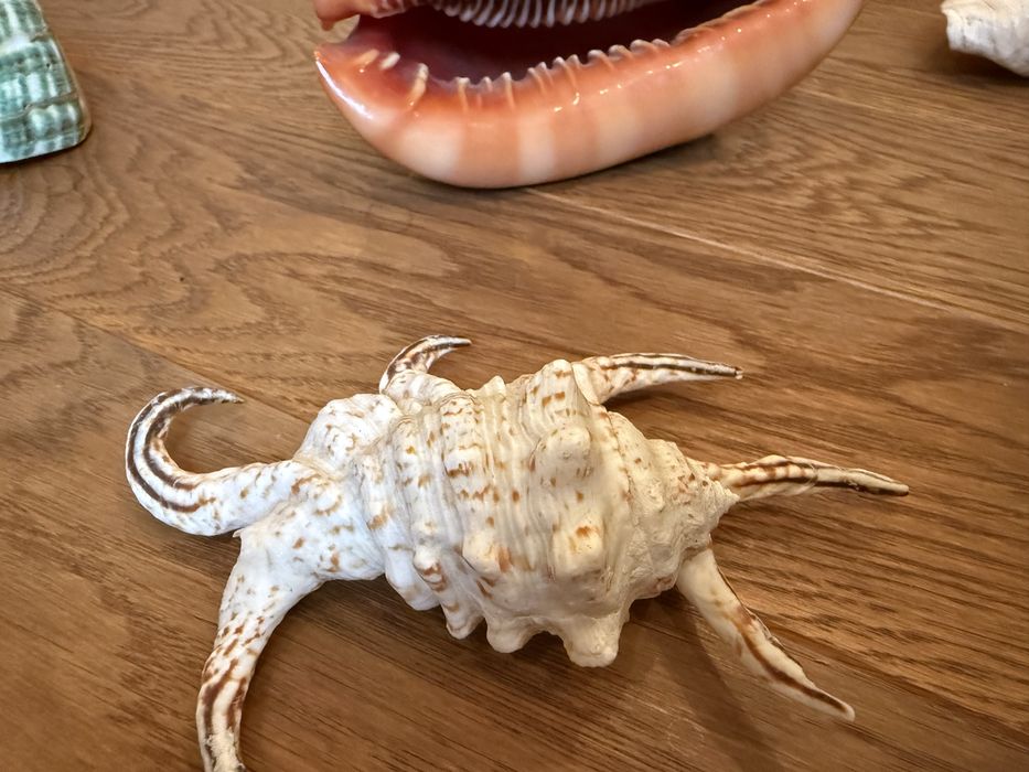 Ракушка Циприякасис Руфа губы мушля идеальная Маврикий