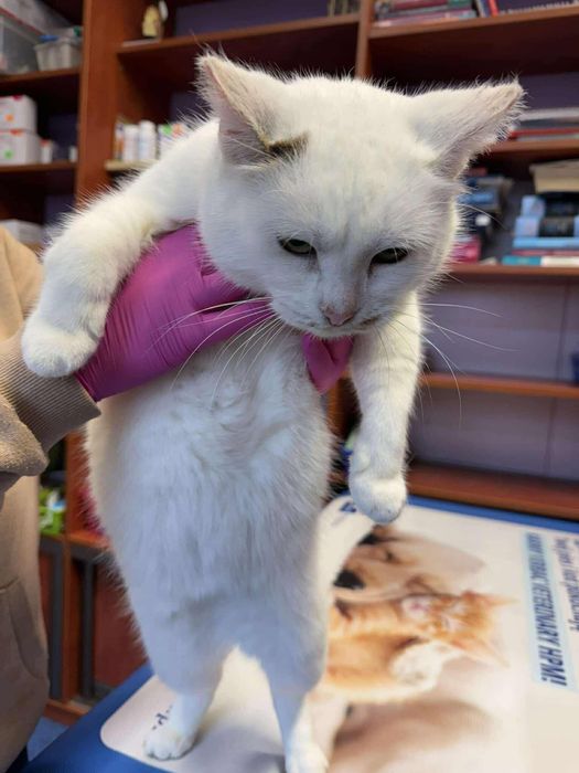 Zorka szuka domu - puchata ładna kotka